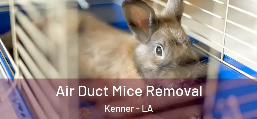 Air Duct Mice Removal Kenner - LA